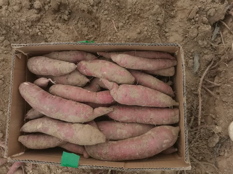 精品红瑶2--8两，香甜糯，糖度可达52度，