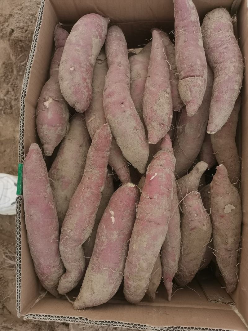 精品红瑶2--8两，香甜糯，糖度可达52度，