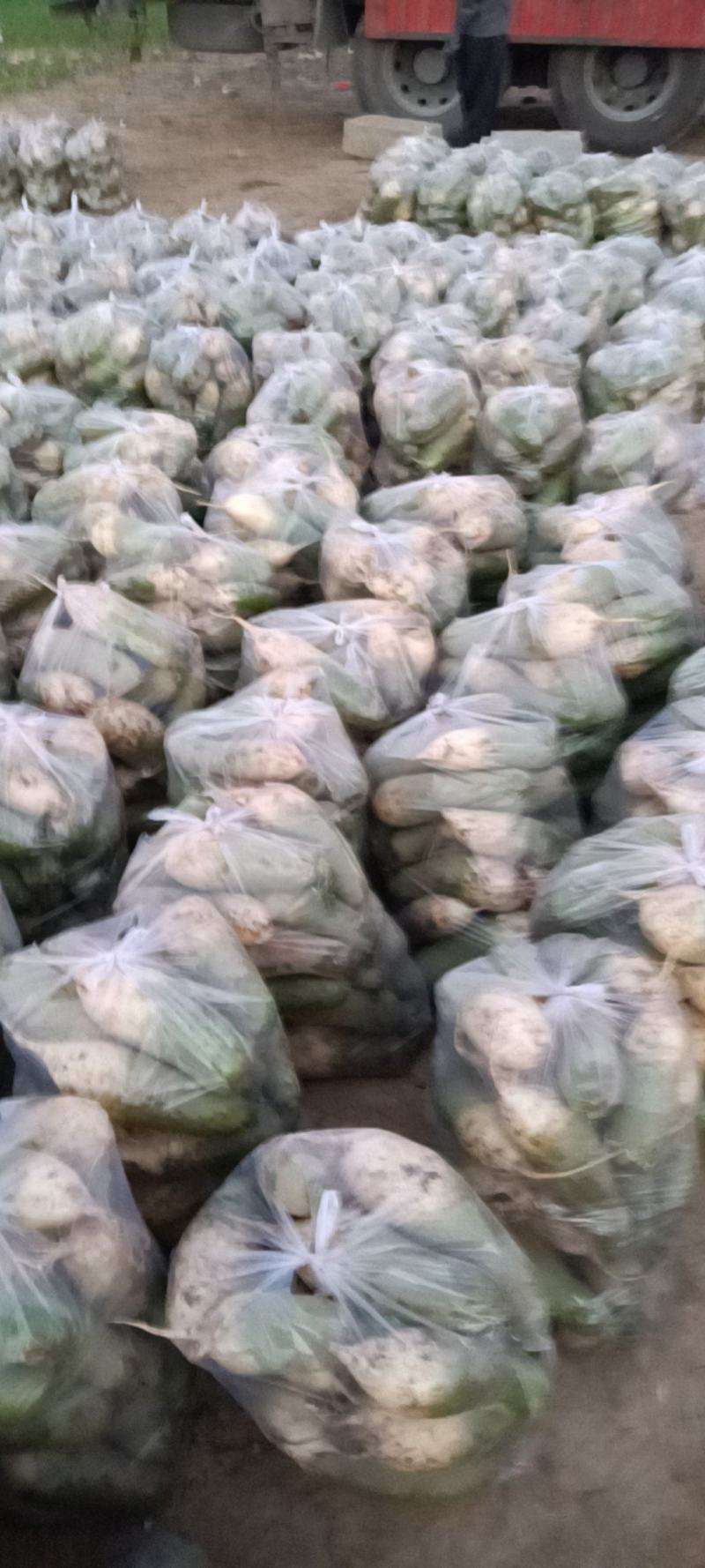 青萝卜今天收货，0.06分，货源充足，欢迎各位老板订购