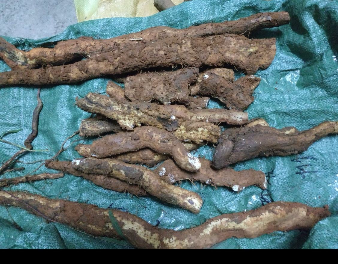 一张高清对比图,左侧为新鲜带皮山药,表皮粗糙呈褐色,有须根;右侧为常见黄心土豆,表面光滑略带泥土,形状椭圆。背景为木质厨房台面,两者中间放置标签牌分别标注‘山药’和‘土豆’ 山药与土豆对比图