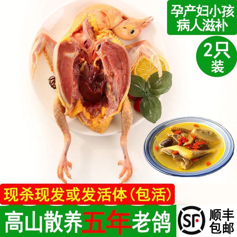 老鸽子