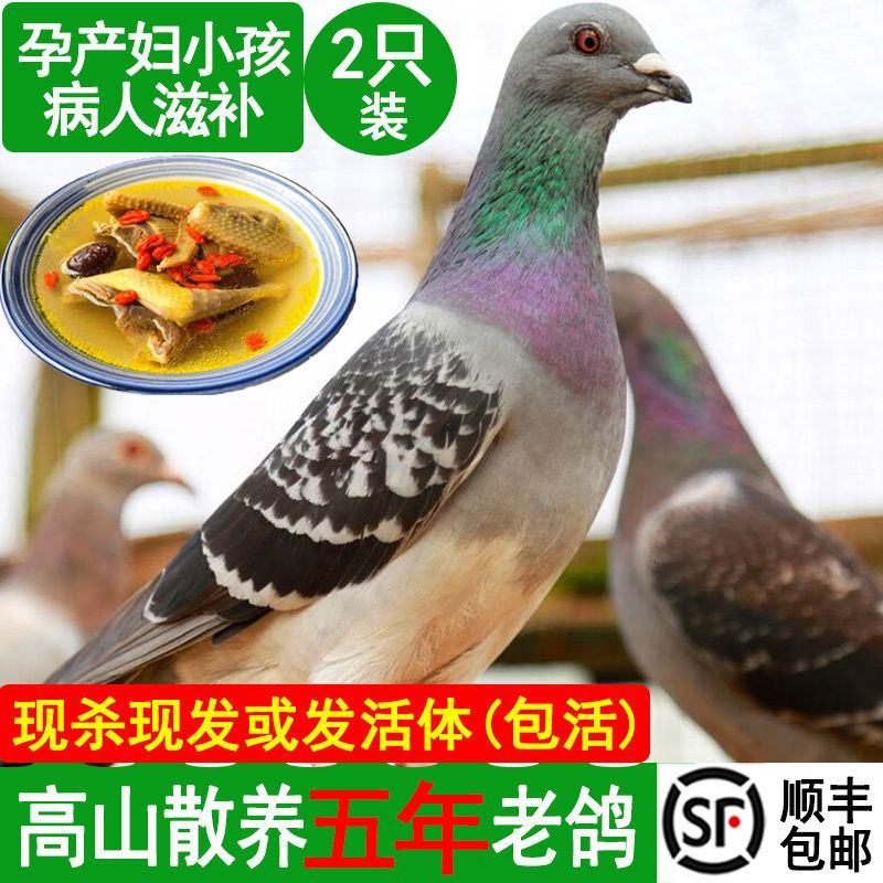 老鸽子