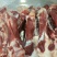 内蒙古锡林郭勒草地羔羊肉棒骨，肉大骨髓多，口感好。