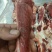 内蒙古锡林郭勒草地羔羊肉棒骨，肉大骨髓多，口感好。