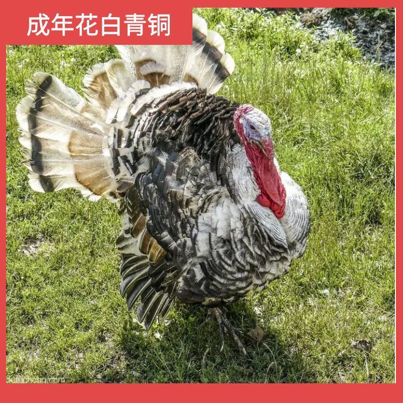 一斤火鸡更好养,半斤到一斤火鸡苗,青铜,贝蒂娜,尼古拉,