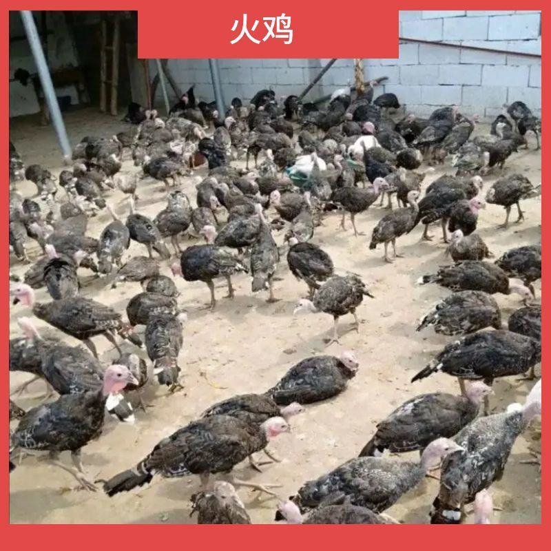 一斤火鸡更好养,半斤到一斤火鸡苗,青铜,贝蒂娜,尼古拉,