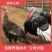 一斤火鸡更好养,半斤到一斤火鸡苗,青铜,贝蒂娜,尼古拉,