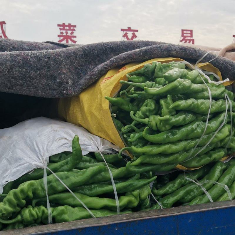 代办代发蔬菜茄子辣椒圆椒线椒龙椒泡椒麻辣椒菜花