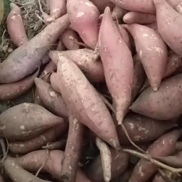 西瓜红红薯