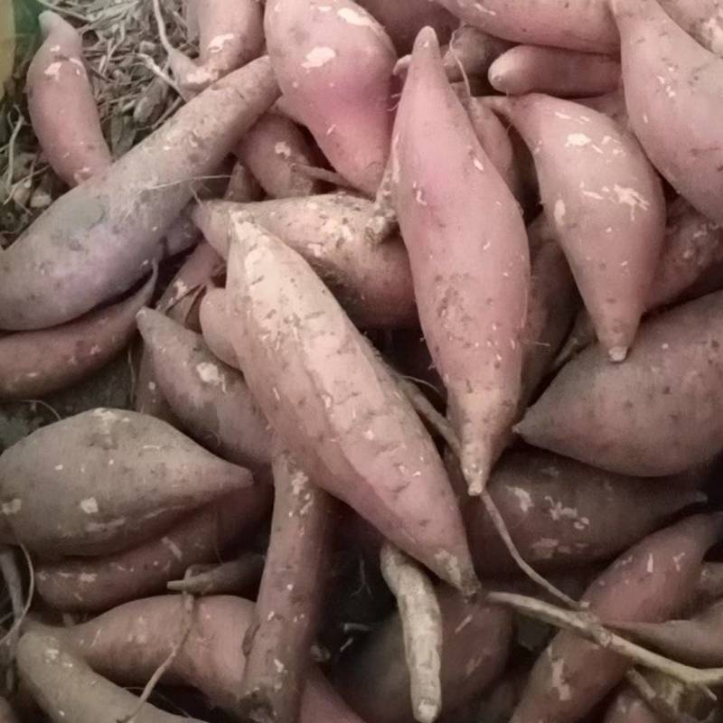 西瓜红红薯