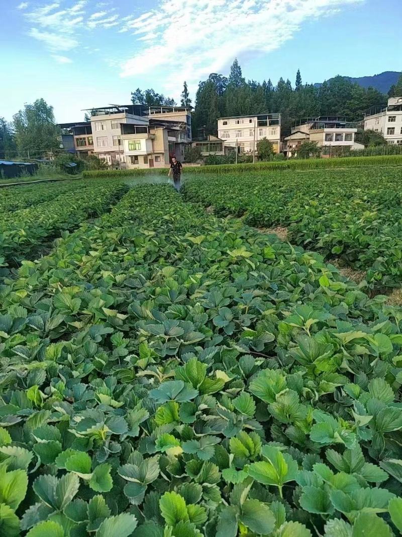 优质草莓苗