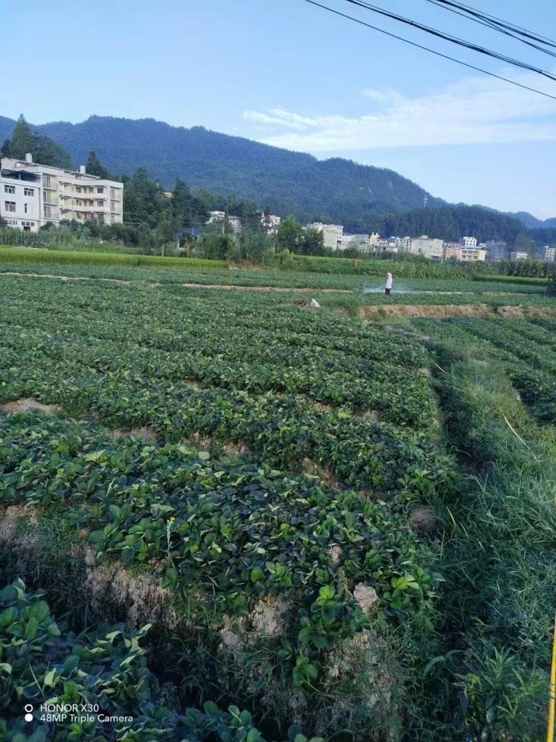 优质草莓苗