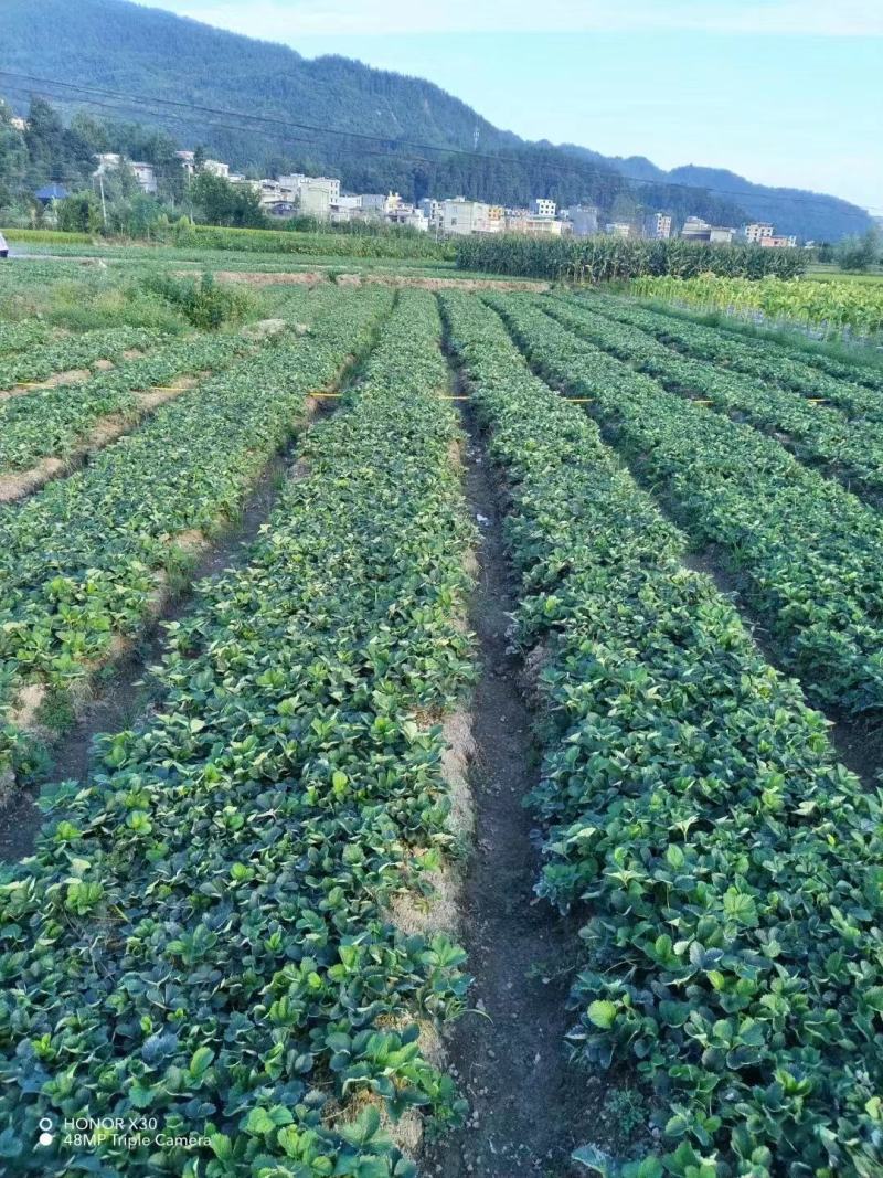 优质草莓苗
