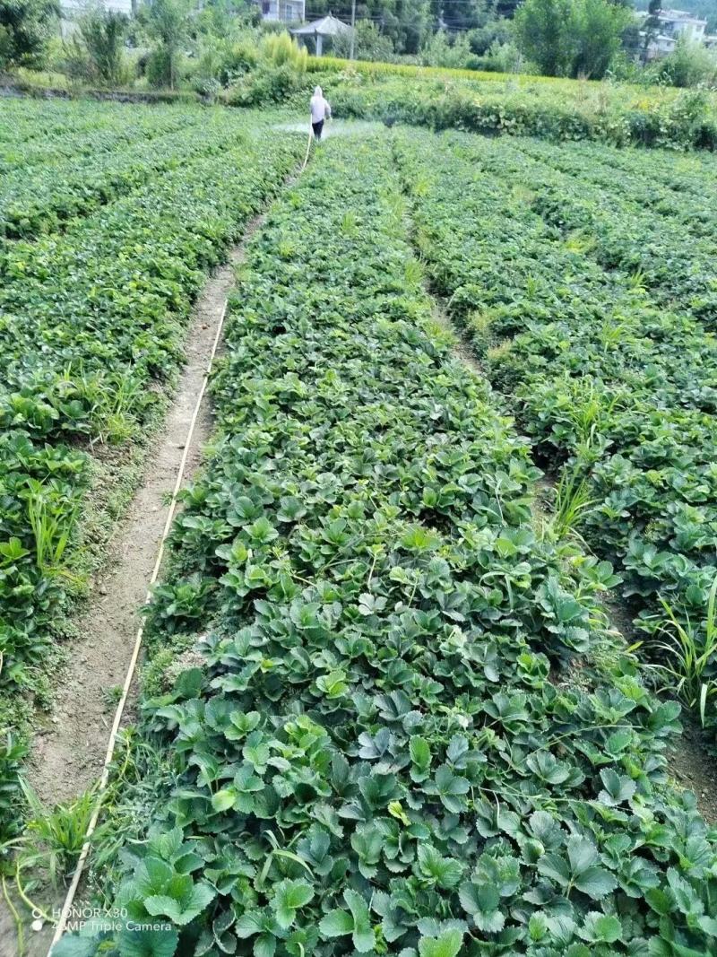 优质草莓苗