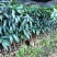 芒果🥭苗，桂七芒果苗、金煌芒果苗、台农芒果苗