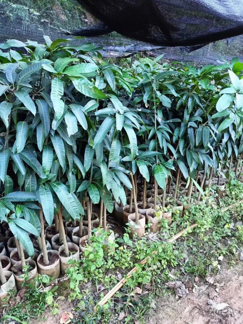 芒果🥭苗，桂七芒果苗、金煌芒果苗、台农芒果苗