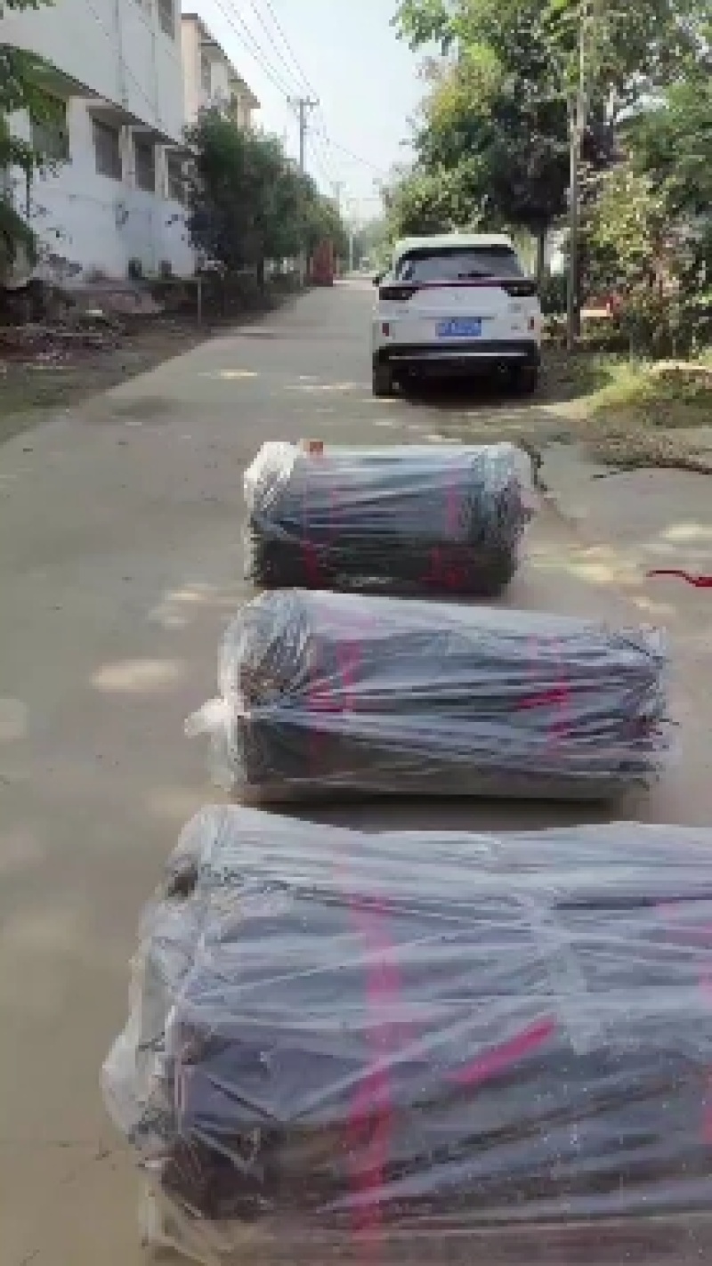 秋月梨苗移栽杜梨根系抗寒、耐涝能力强