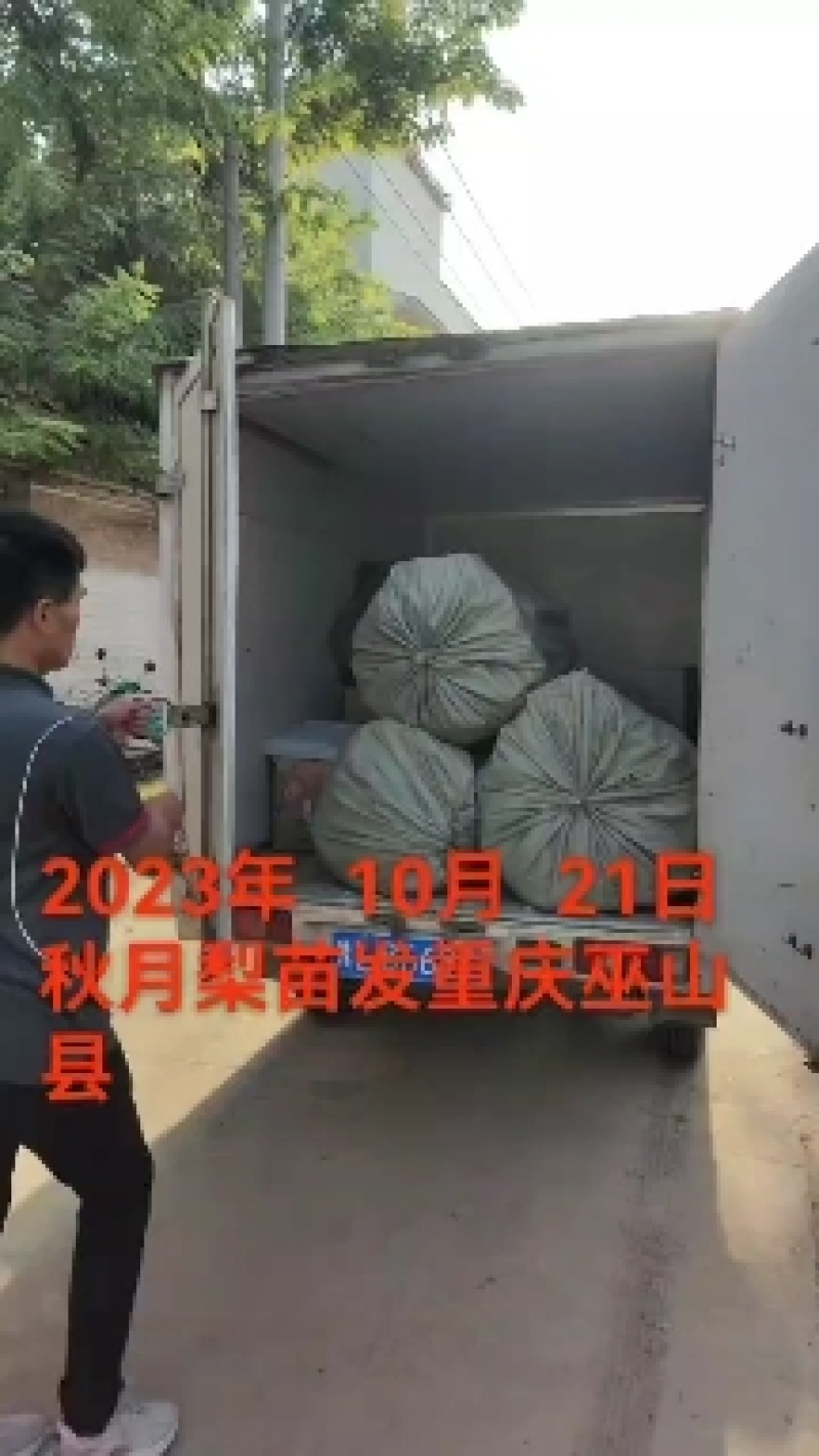 秋月梨苗移栽杜梨根系抗寒、耐涝能力强