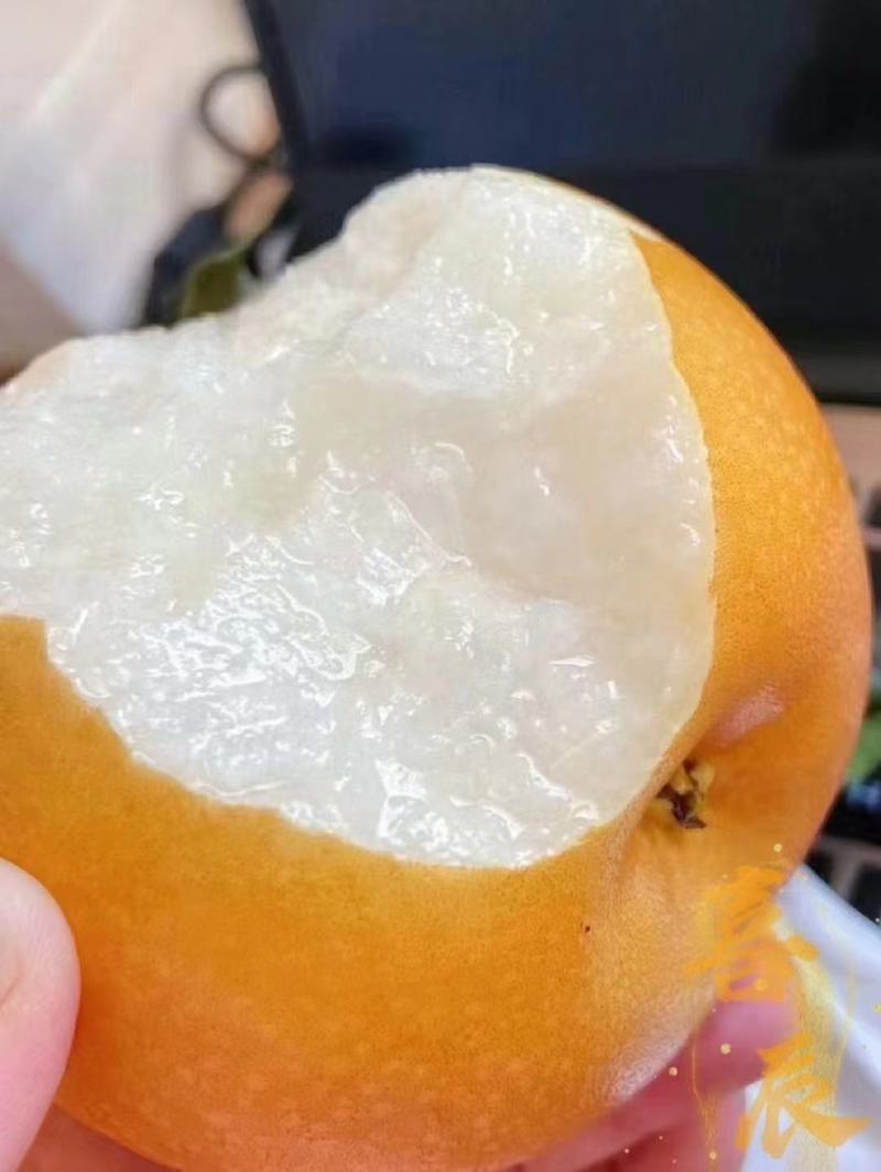 秋月梨苗移栽杜梨根系抗寒、耐涝能力强