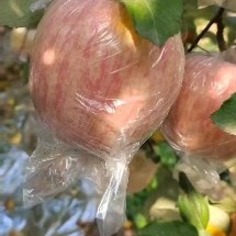 山西万荣精品纸夹膜条纹冰糖心苹果，个大脆甜，货源充足！