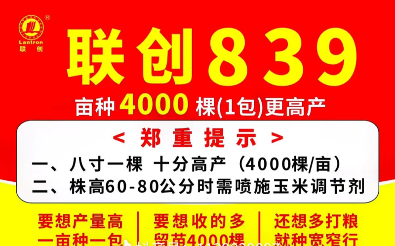 联创839超大穗不花粒，抗病强，优质玉米种子