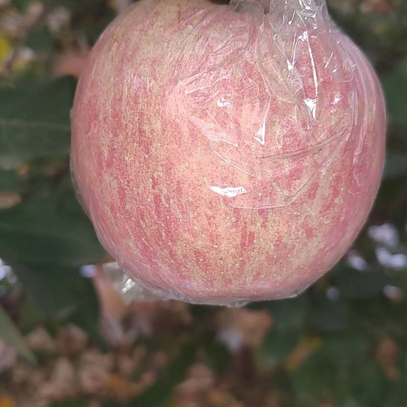 山西万荣精品纸夹膜条纹冰糖心苹果，个大脆甜，货源充足！