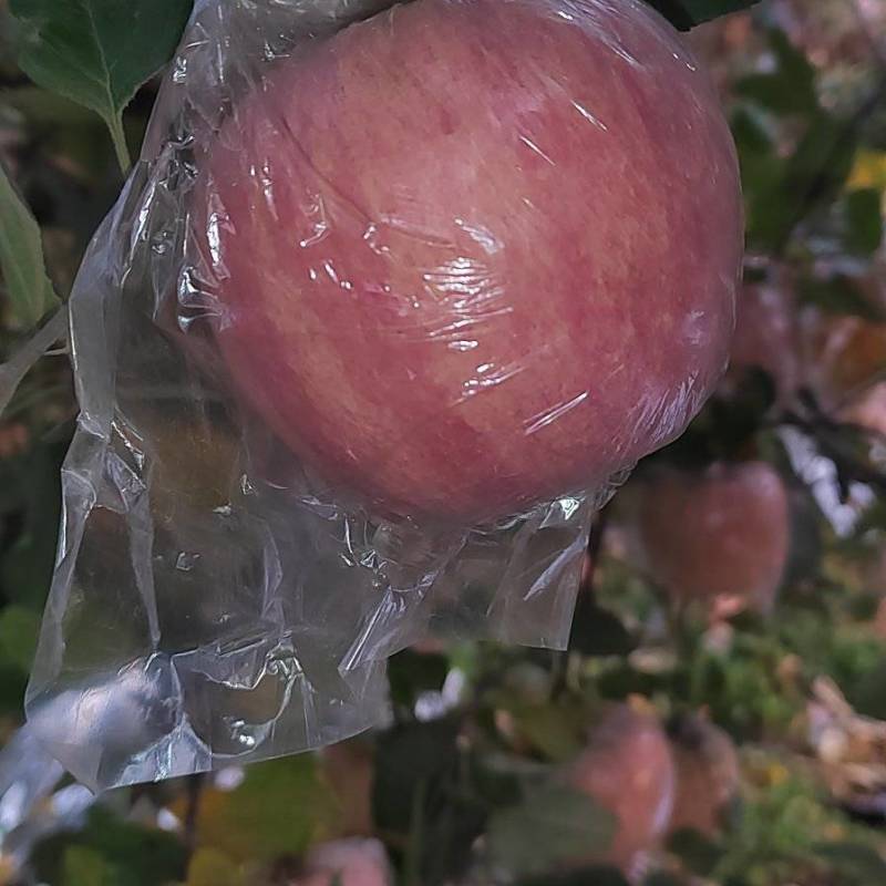 山西万荣精品纸夹膜条纹冰糖心苹果，个大脆甜，货源充足！