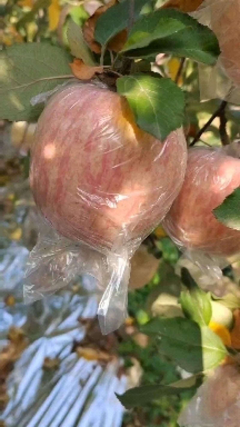 山西万荣精品纸夹膜条纹冰糖心苹果，个大脆甜，货源充足！