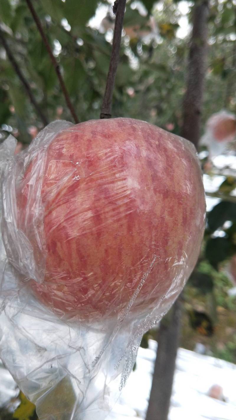 山西万荣精品纸夹膜条纹冰糖心苹果，个大脆甜，货源充足！