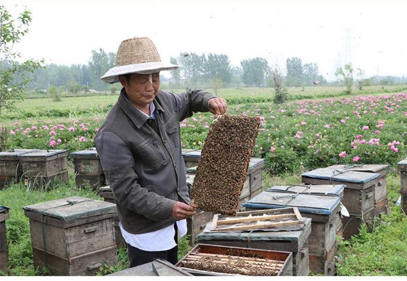 土蜂蜜蜂巢蜜百花蜂蜜嚼着吃野花蜜正品蜂蜜