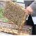 土蜂蜜蜂巢蜜百花蜂蜜嚼着吃野花蜜正品蜂蜜