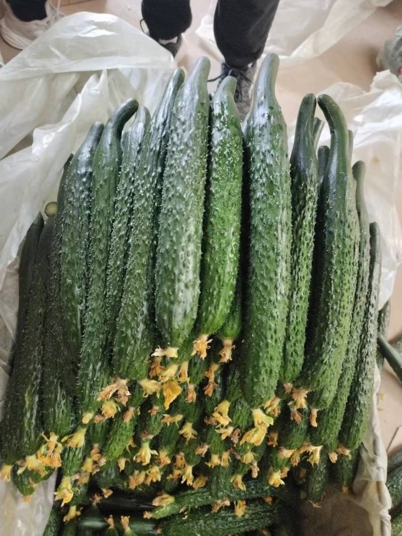 大荔密刺黄瓜