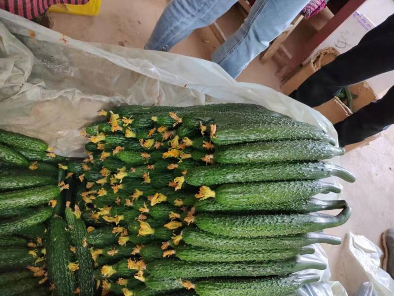 大荔密刺黄瓜