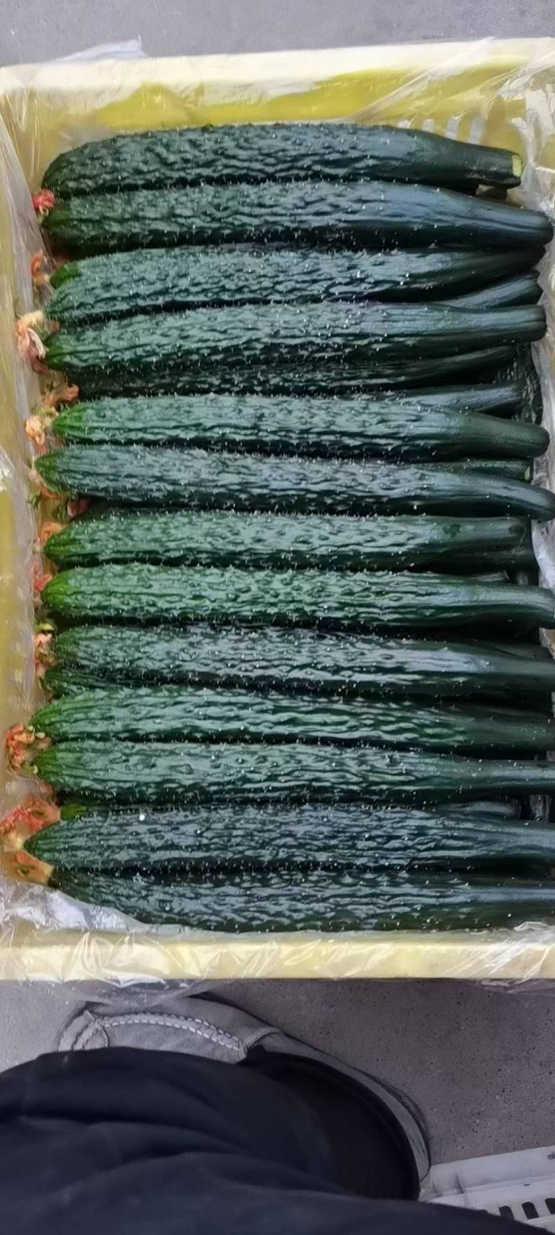 大荔密刺黄瓜