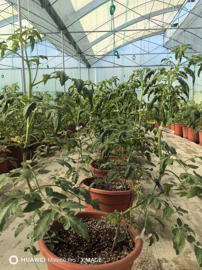 草莓西红柿，铁皮柿子糖度8以上，新基地下货
