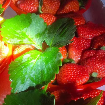 【宁玉草莓🍓】基地现采现发，奶油草莓型，口感香甜，欢迎咨询~