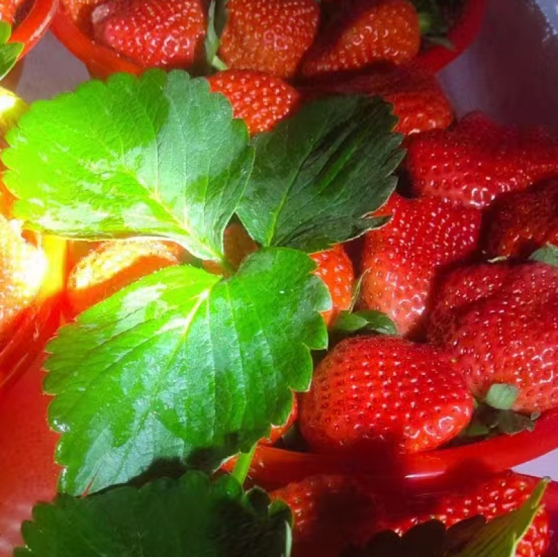 【宁玉草莓🍓】基地现采现发，奶油草莓型，口感香甜，欢迎咨询~