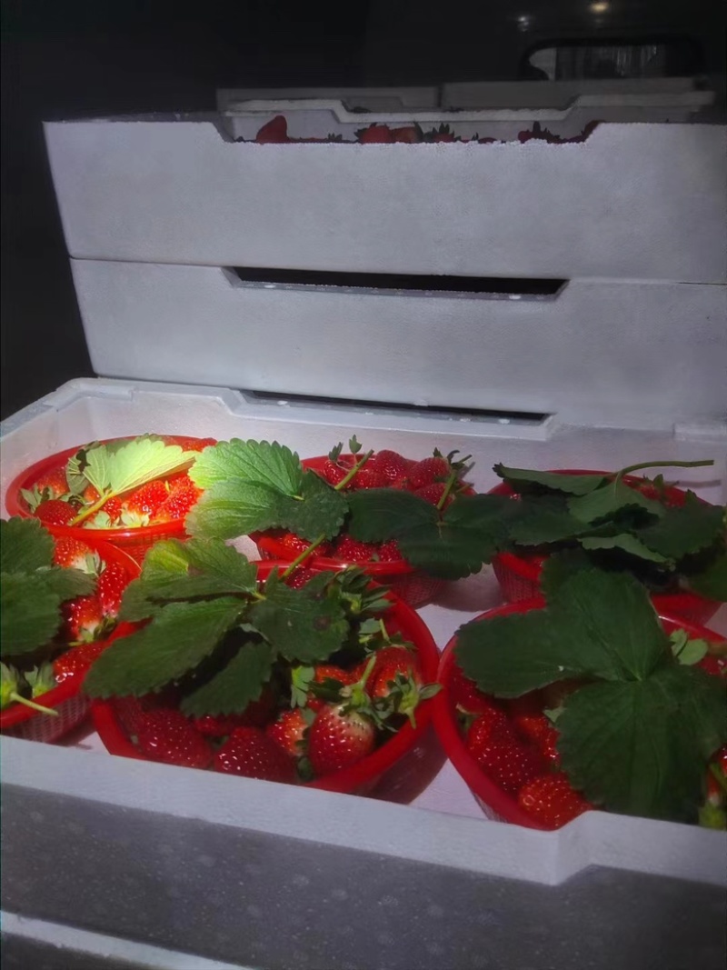 【宁玉草莓🍓】基地现采现发，奶油草莓型，口感香甜，欢迎咨询~