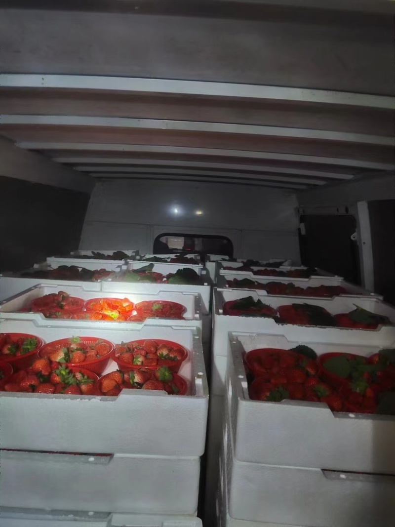 【宁玉草莓🍓】基地现采现发，奶油草莓型，口感香甜，欢迎咨询~