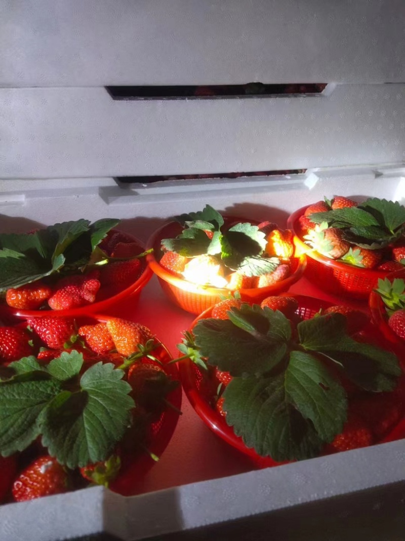 【宁玉草莓🍓】基地现采现发，奶油草莓型，口感香甜，欢迎咨询~