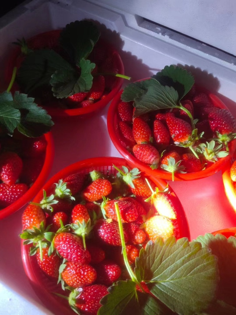 【宁玉草莓🍓】基地现采现发，奶油草莓型，口感香甜，欢迎咨询~