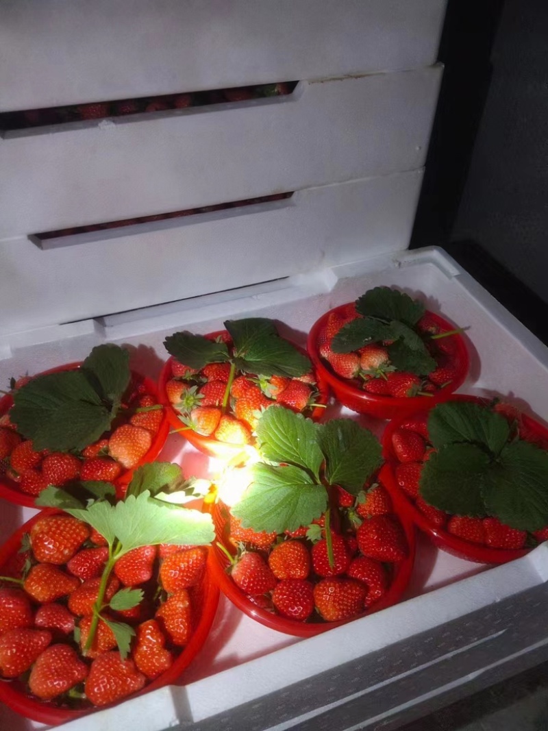 【宁玉草莓🍓】基地现采现发，奶油草莓型，口感香甜，欢迎咨询~