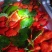 【宁玉草莓🍓】基地现采现发，奶油草莓型，口感香甜，欢迎咨询~