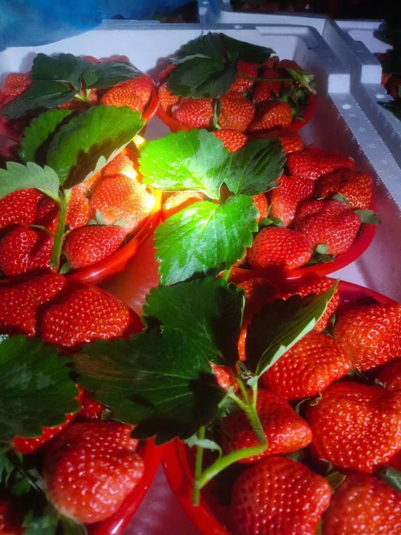 【宁玉草莓🍓】基地现采现发，奶油草莓型，口感香甜，欢迎咨询~
