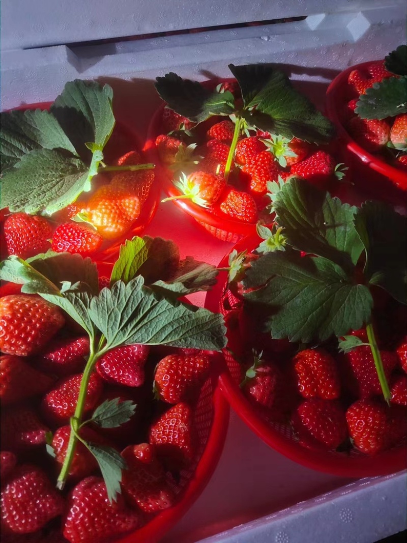 【宁玉草莓🍓】基地现采现发，奶油草莓型，口感香甜，欢迎咨询~