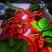 【宁玉草莓🍓】基地现采现发，奶油草莓型，口感香甜，欢迎咨询~