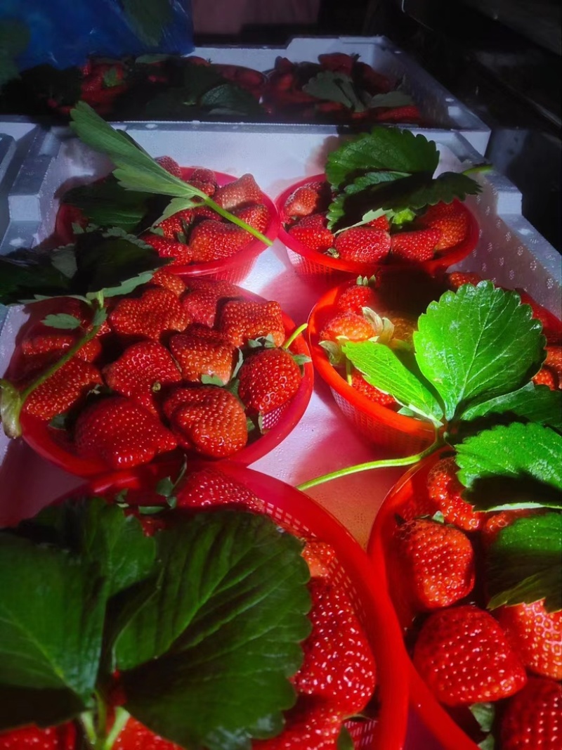 【宁玉草莓🍓】基地现采现发，奶油草莓型，口感香甜，欢迎咨询~