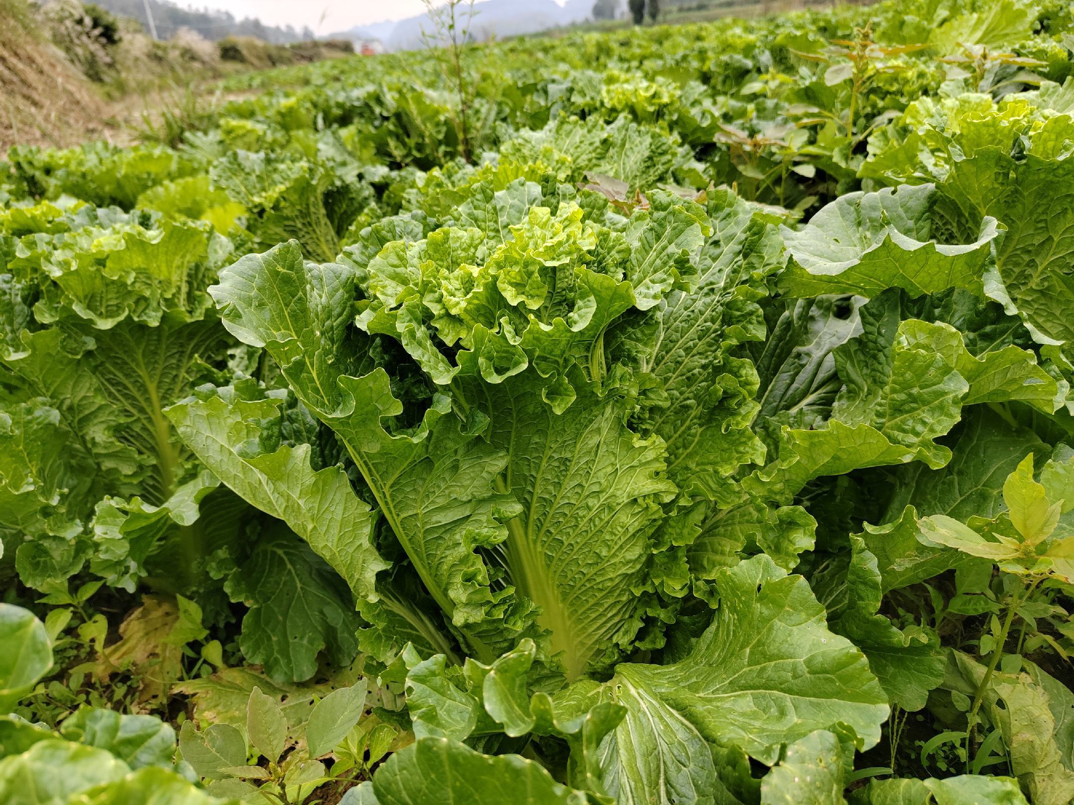 竹筒青白菜整体外观特写