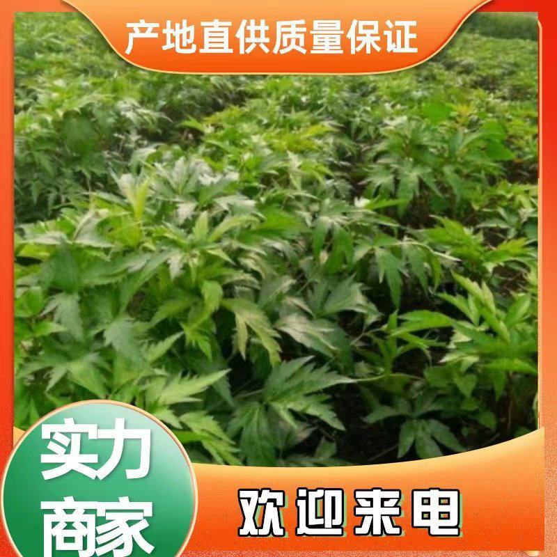 甜当归苗！承接全国各地老板实地考察看货购货
