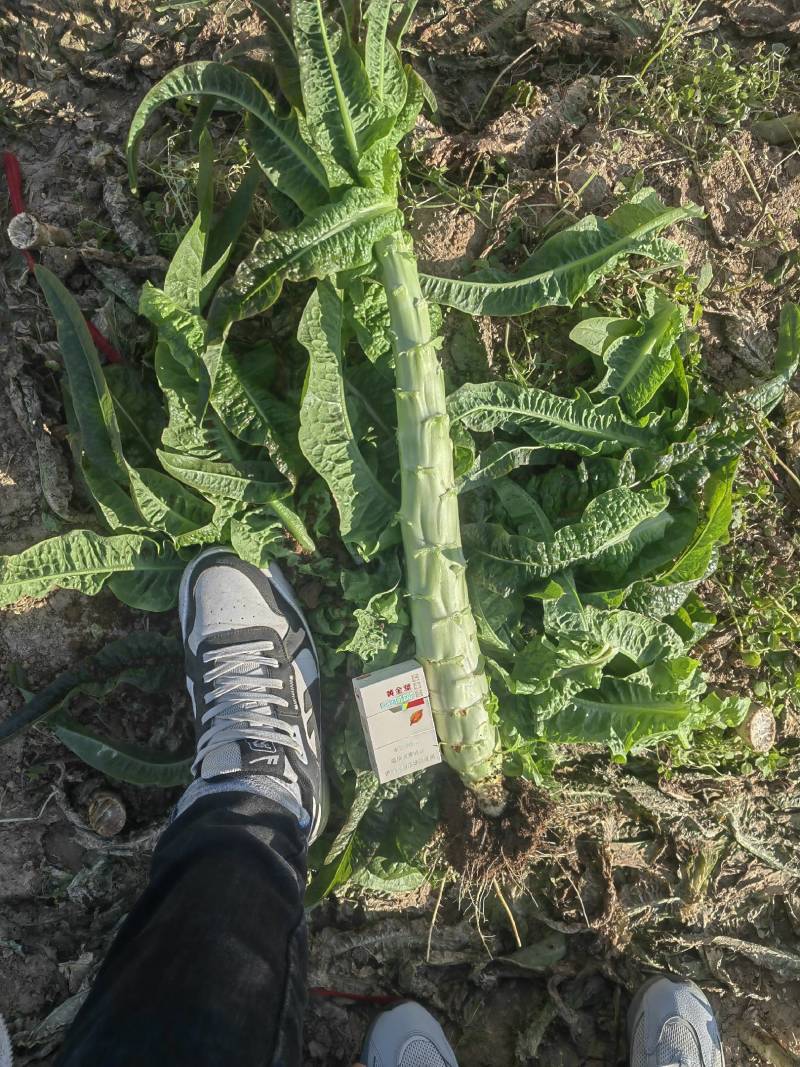 精品莴笋，红尖叶，无空心